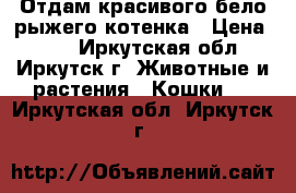 Отдам красивого бело-рыжего котенка › Цена ­ 10 - Иркутская обл., Иркутск г. Животные и растения » Кошки   . Иркутская обл.,Иркутск г.